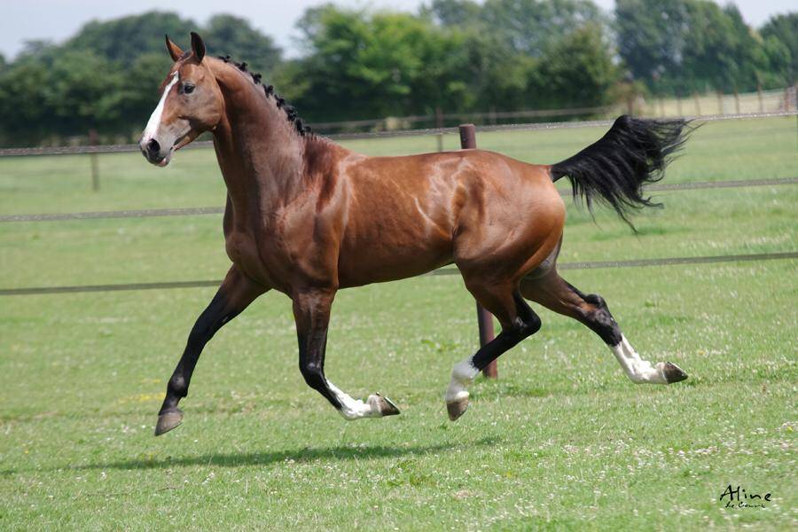 Uncognito bois margot  - Selle Français 2008 by l'arc de triomphe