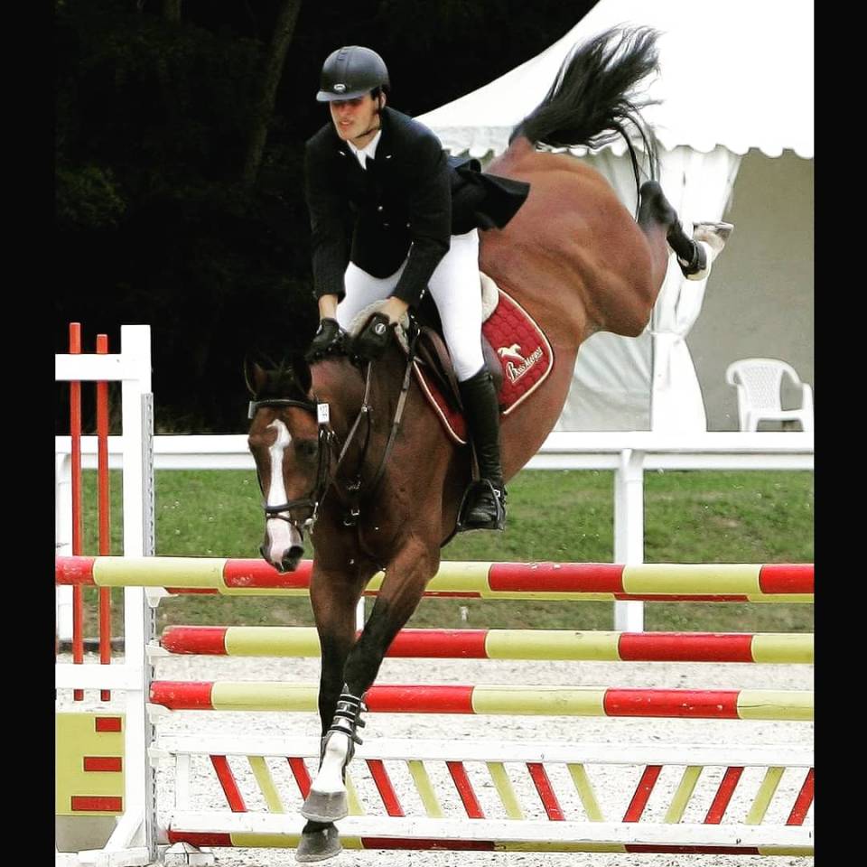 Uncognito bois margot  - Selle Français 2008 by l'arc de triomphe