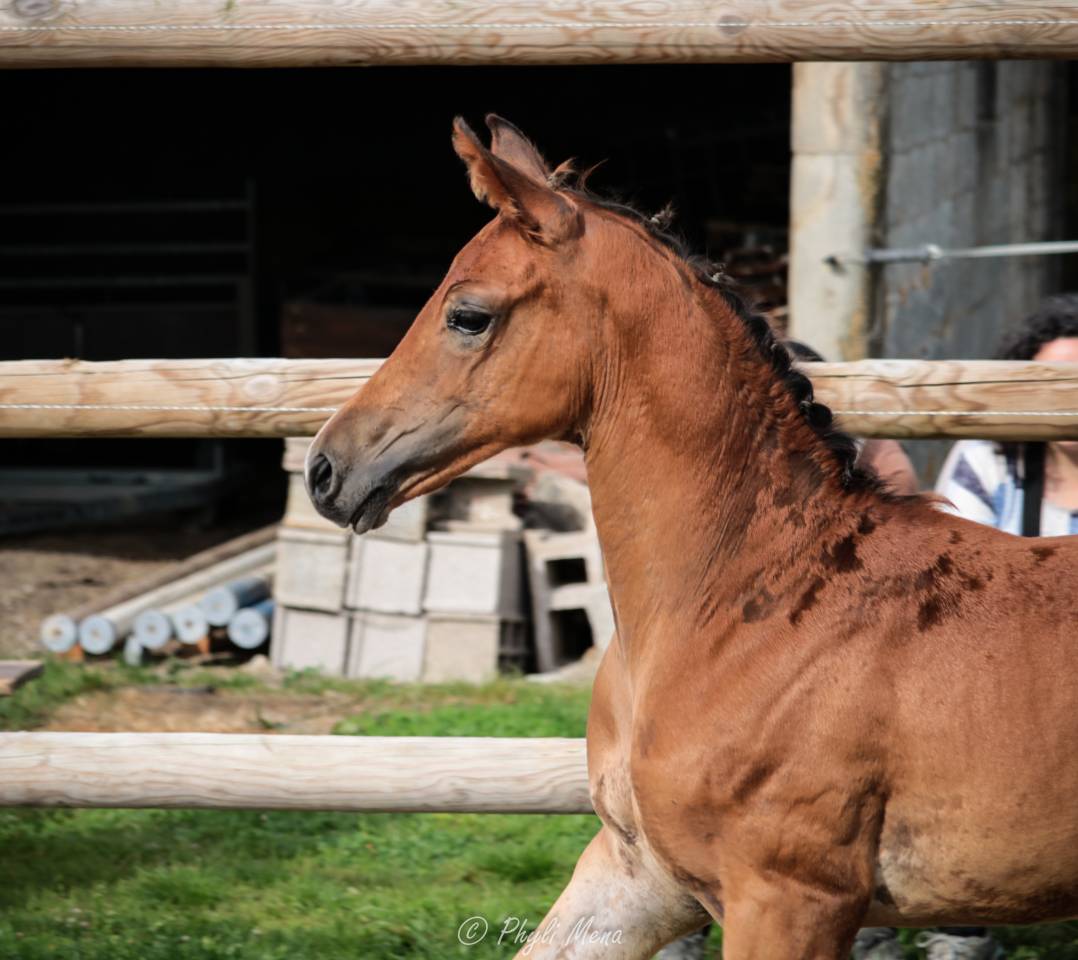 Uncognito bois margot  - Selle Français 2008 by l'arc de triomphe