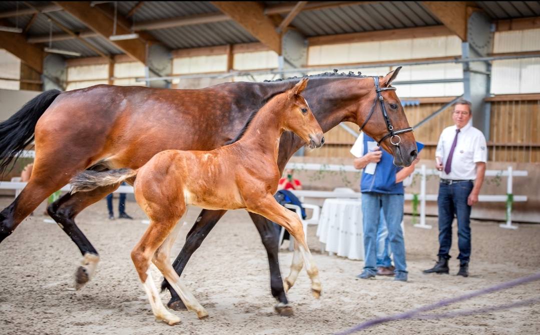 Uncognito bois margot  - Selle Français 2008 by l'arc de triomphe