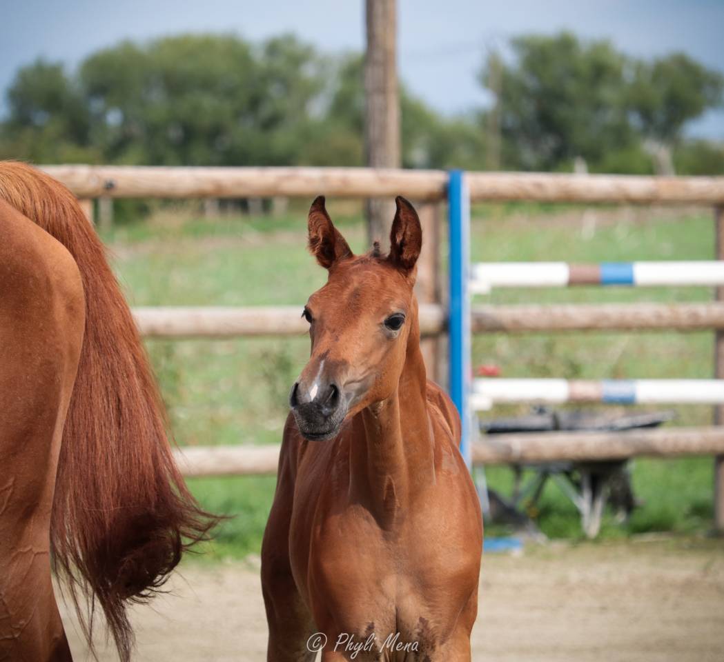 Uncognito bois margot  - Selle Français 2008 by l'arc de triomphe