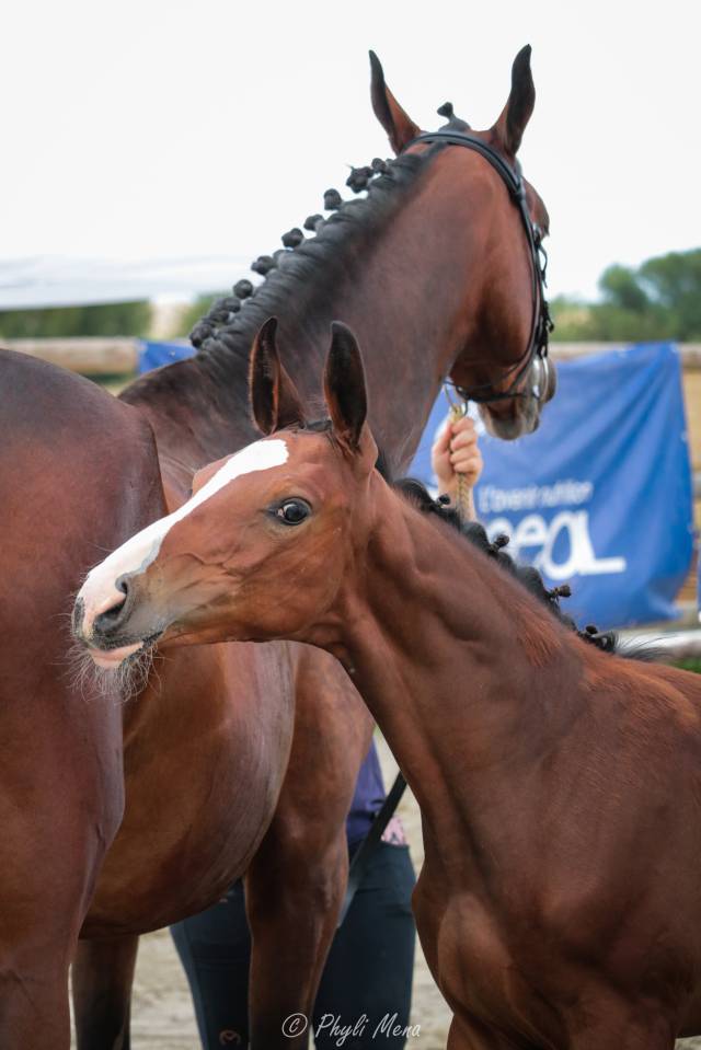 Uncognito bois margot  - Selle Français 2008 by l'arc de triomphe