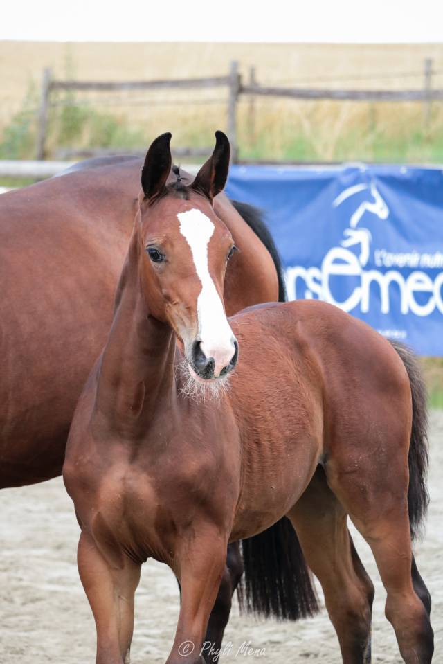 Uncognito bois margot  - Selle Français 2008 by l'arc de triomphe