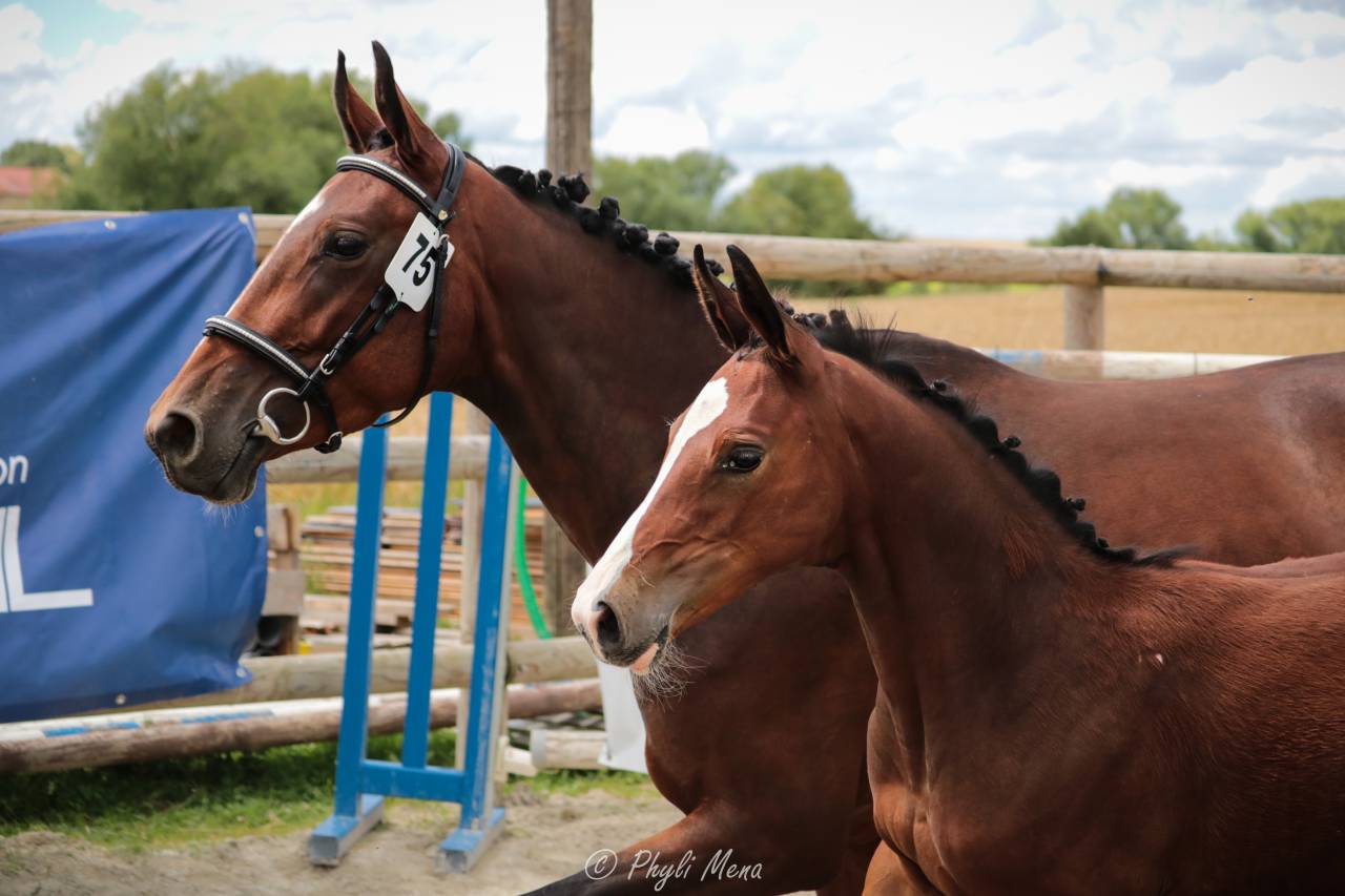 Uncognito bois margot  - Selle Français 2008 by l'arc de triomphe