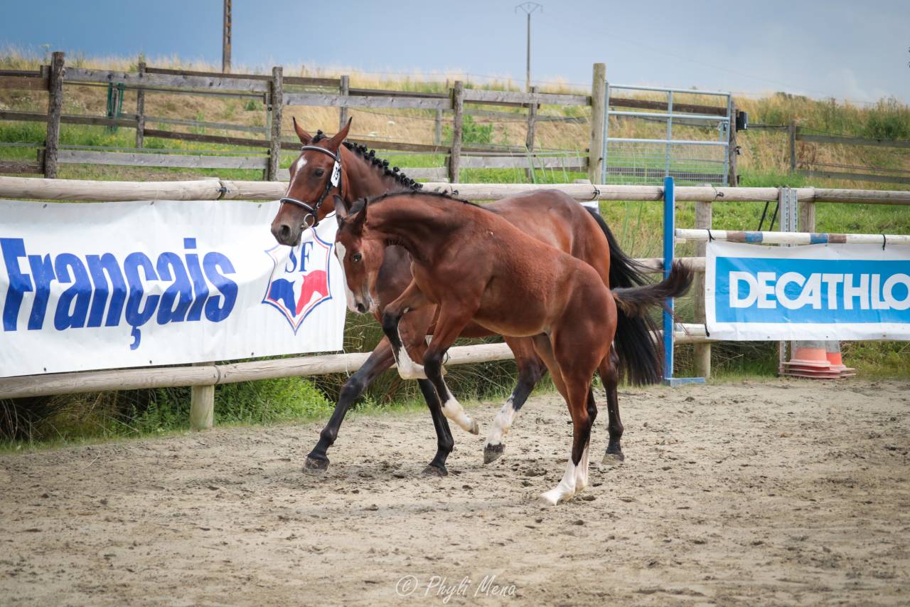 Uncognito bois margot  - Selle Français 2008 by l'arc de triomphe