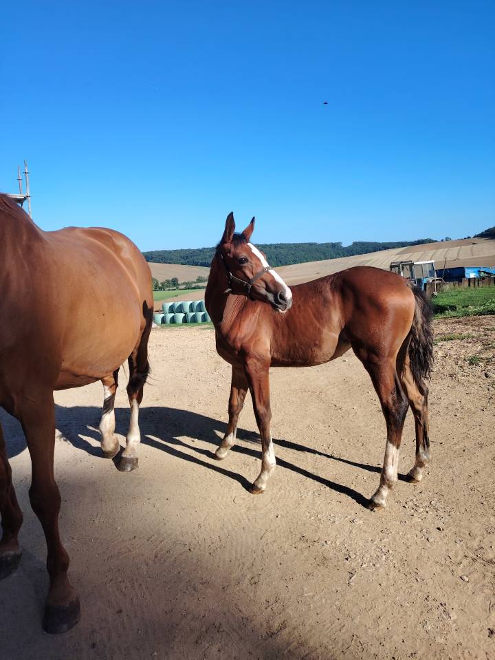 Uncognito bois margot  - Selle Français 2008 by l'arc de triomphe