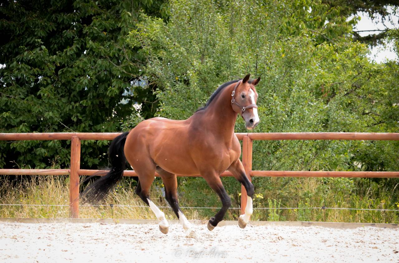 Uncognito bois margot  - Selle Français 2008 by l'arc de triomphe