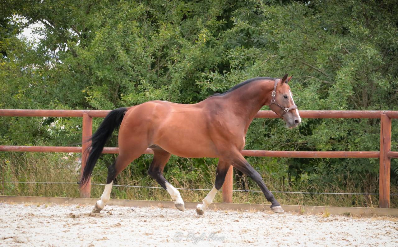 Uncognito bois margot  - Selle Français 2008 by l'arc de triomphe