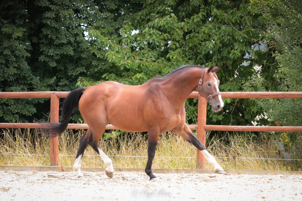 Uncognito bois margot  - Selle Français 2008 by l'arc de triomphe