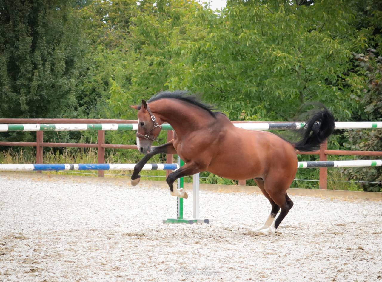 Uncognito bois margot  - Selle Français 2008 by l'arc de triomphe