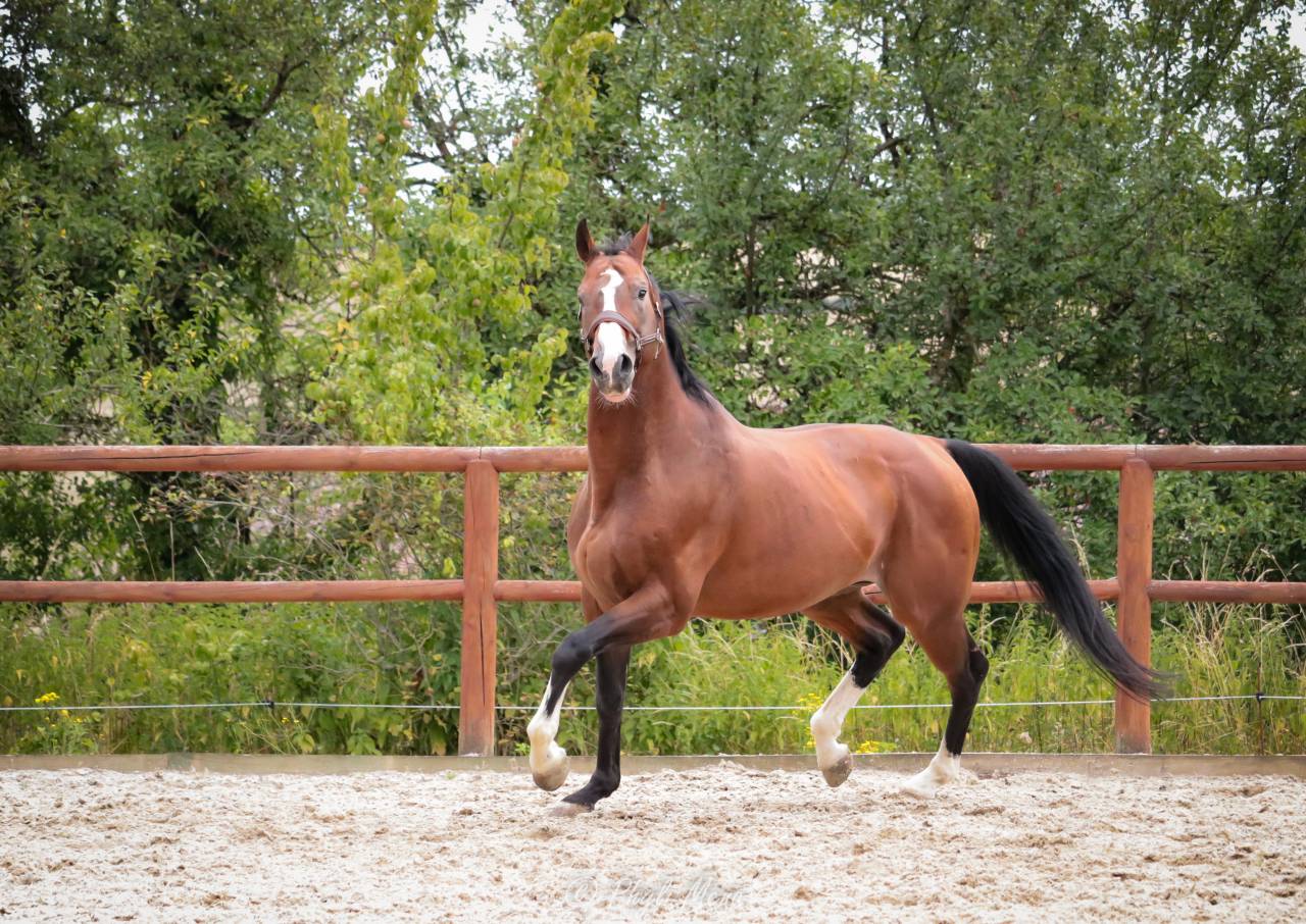 Uncognito bois margot  - Selle Français 2008 by l'arc de triomphe