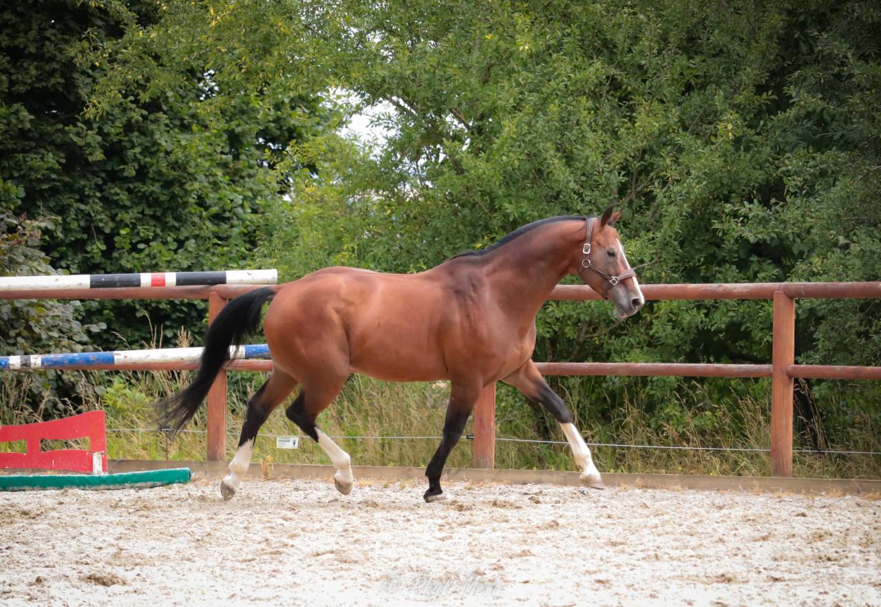 Uncognito bois margot  - Selle Français 2008 by l'arc de triomphe