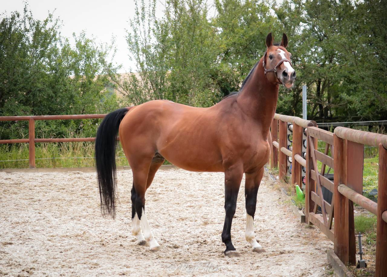 Uncognito bois margot  - Selle Français 2008 by l'arc de triomphe