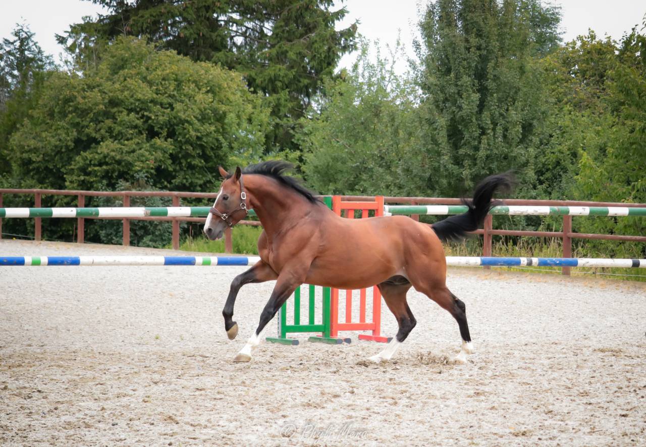 Uncognito bois margot  - Selle Français 2008 by l'arc de triomphe