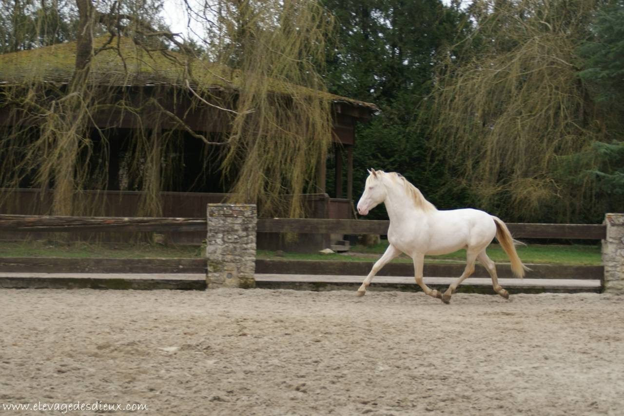 PRESIDENTE DE JARAMA Crème 1 M70 - PRE Pure Spanish Bred 2016 by SERRANO UNO