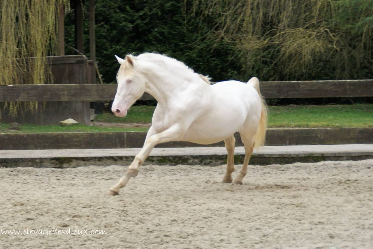 PRESIDENTE DE JARAMA Crème 1 M70 - PRE Pure Spanish Bred 2016 by SERRANO UNO