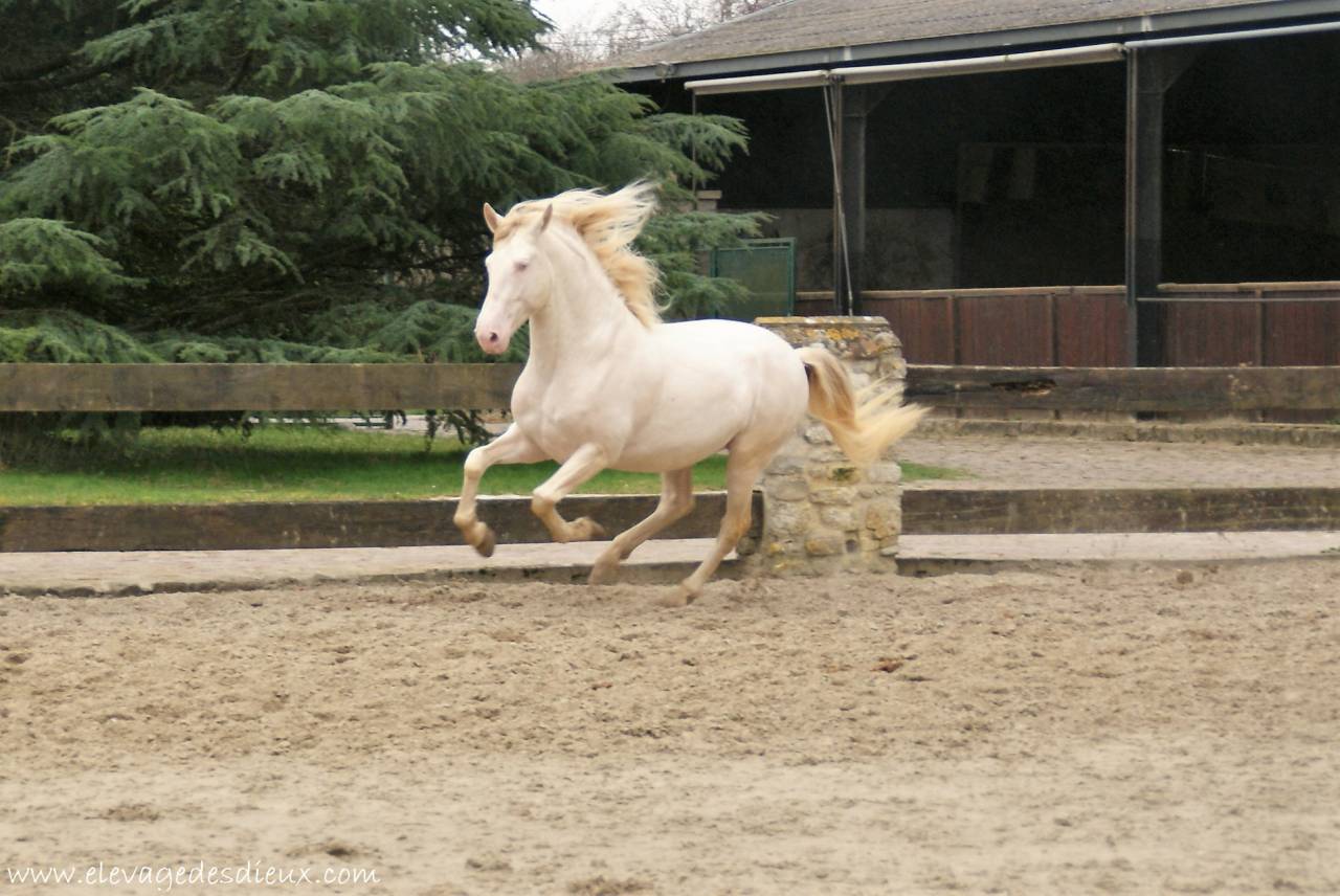 PRESIDENTE DE JARAMA Crème 1 M70 - PRE Pure Spanish Bred 2016 by SERRANO UNO