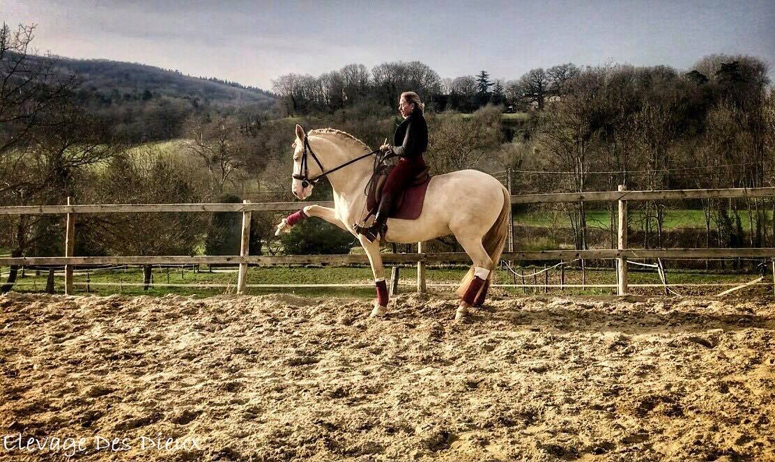 PRESIDENTE DE JARAMA Crème 1 M70 - PRE Pure Spanish Bred 2016 by SERRANO UNO