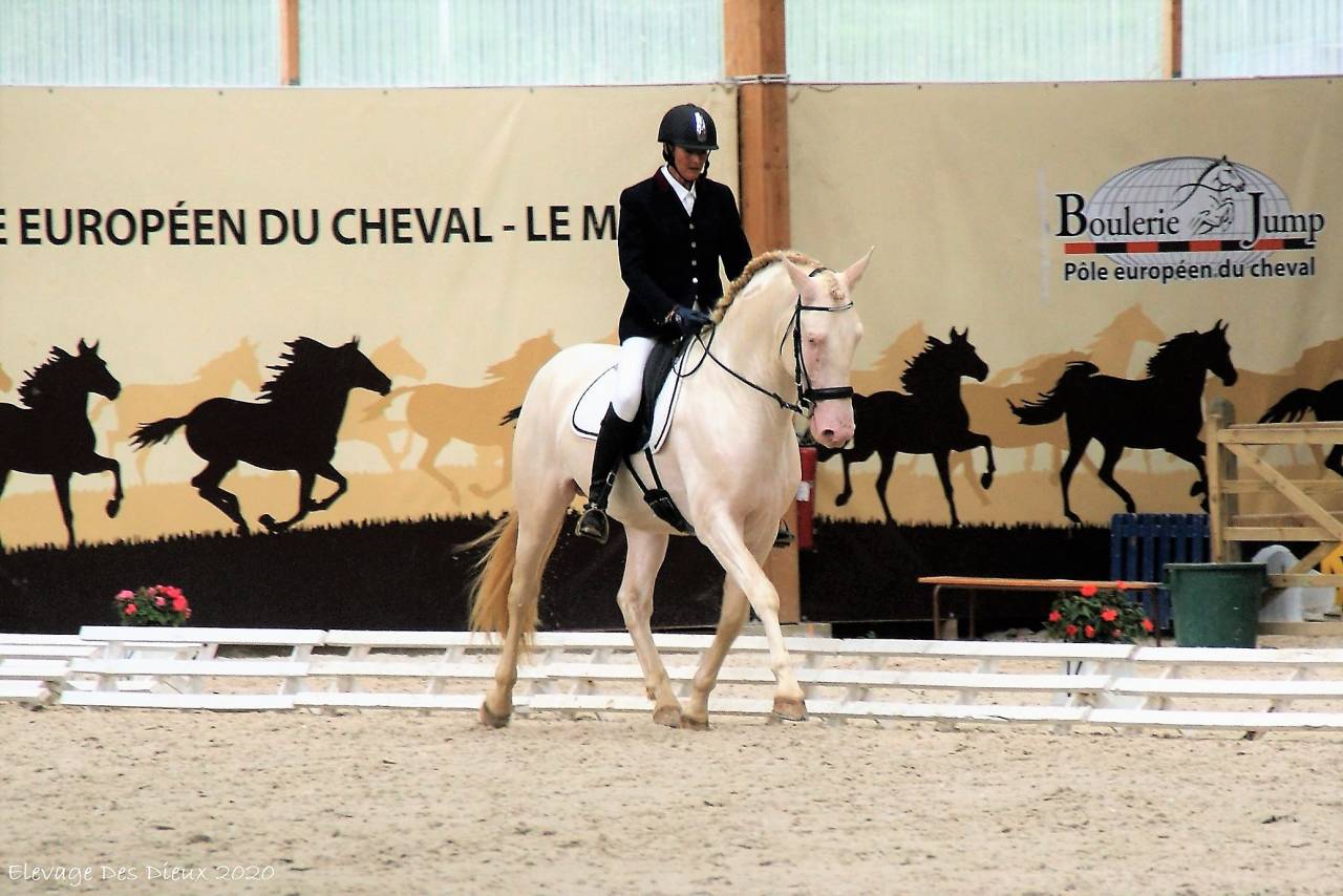 PRESIDENTE DE JARAMA Crème 1 M70 - PRE Pure Spanish Bred 2016 by SERRANO UNO