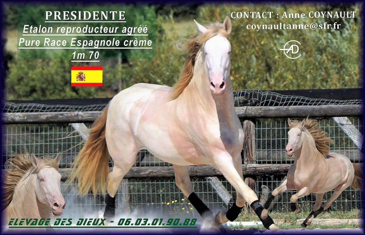 PRESIDENTE DE JARAMA Crème 1 M70 - PRE Pure Spanish Bred 2016 by SERRANO UNO