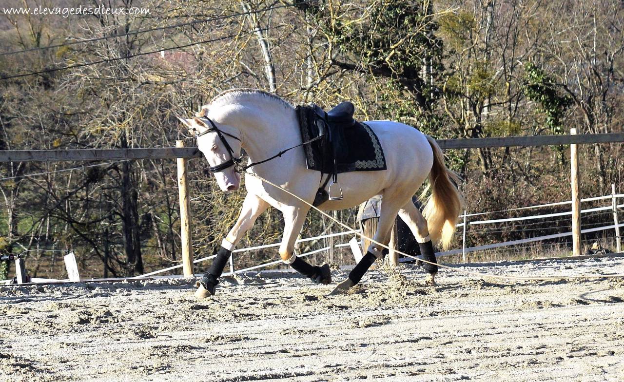 PRESIDENTE DE JARAMA Crème 1 M70 - PRE Pure Spanish Bred 2016 by SERRANO UNO