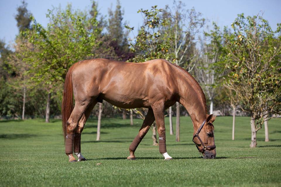 Baloubet du Rouet - Selle Français 1989 by GALOUBET A