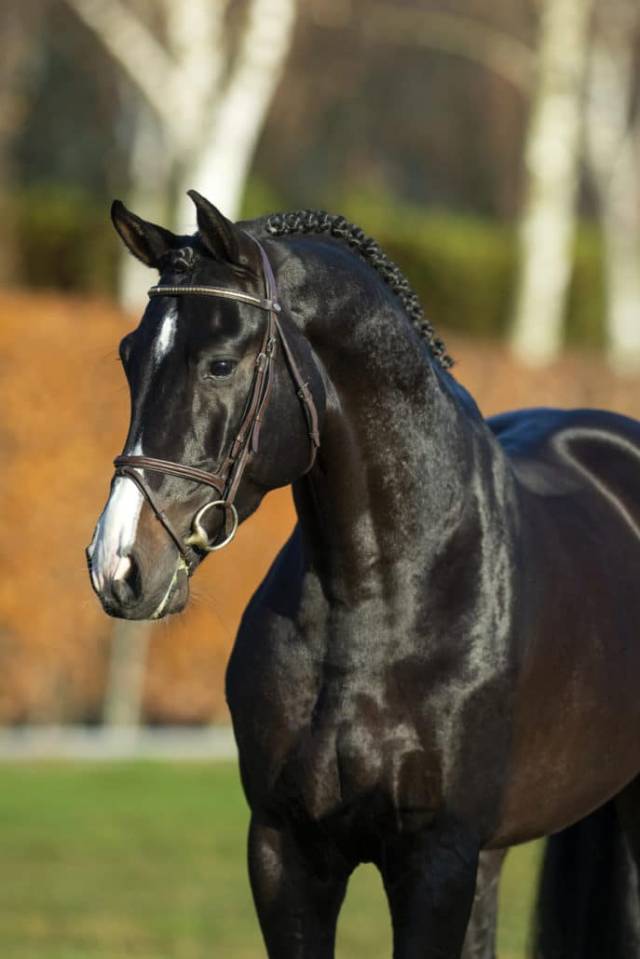 Chubakko - Holsteiner 2013 by connor