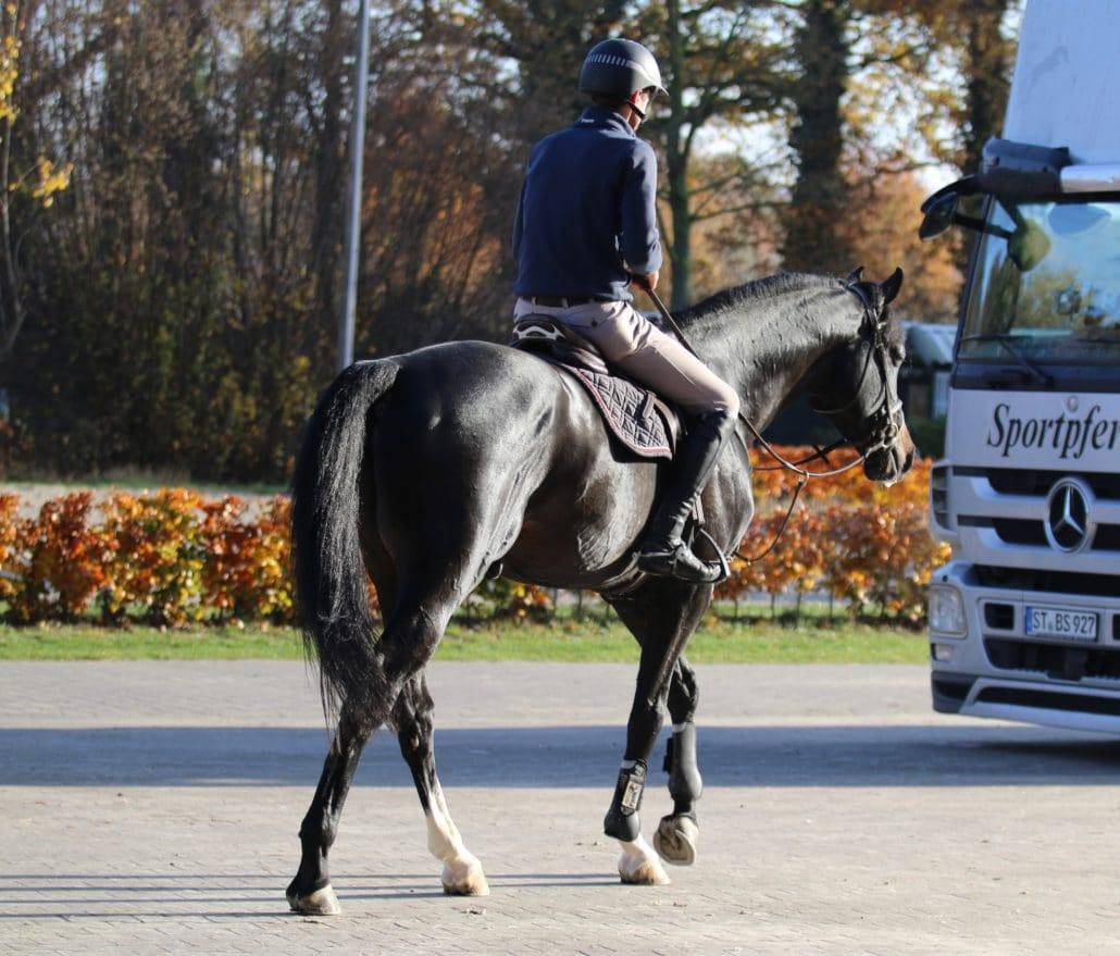 Chubakko - Holsteiner 2013 by connor