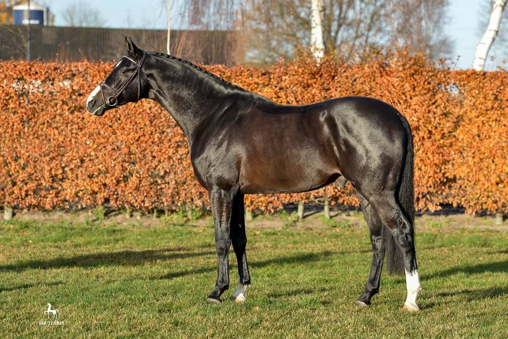 Chubakko - Holsteiner 2013 by connor