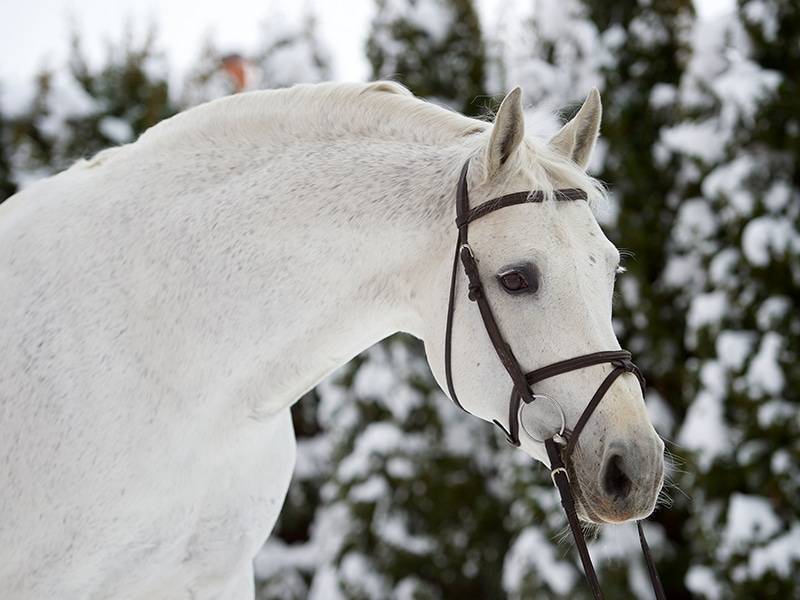 Cornet Obolensky - BWP Belgian Warmblood 1999 by CLINTON