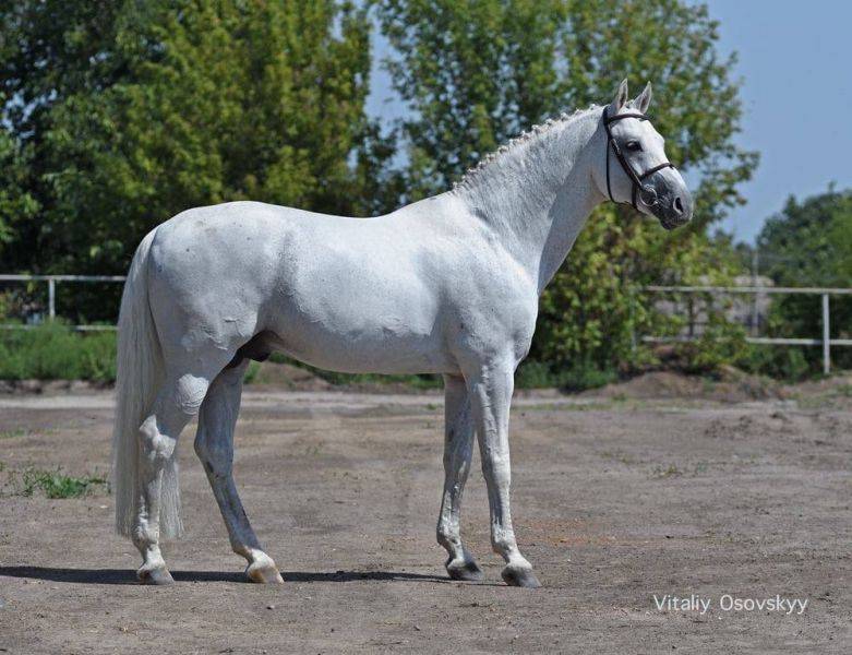 Cornet Obolensky - BWP Belgian Warmblood 1999 by CLINTON