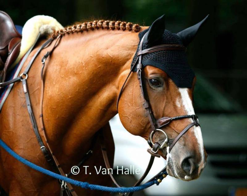 Emerald - BWP Belgian Warmblood 2004 by DIAMANT DE SEMILLY