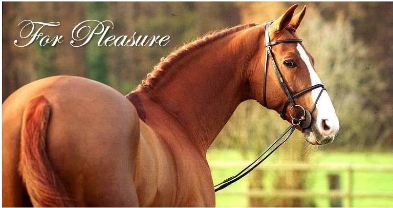 For Pleasure - Hanoverian 1986 by Furioso II