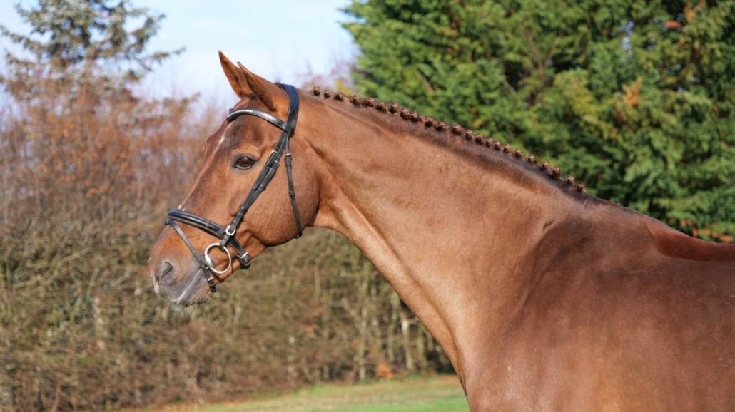 Gastronom de Hus - Zangersheide 1999 by Carthago Z