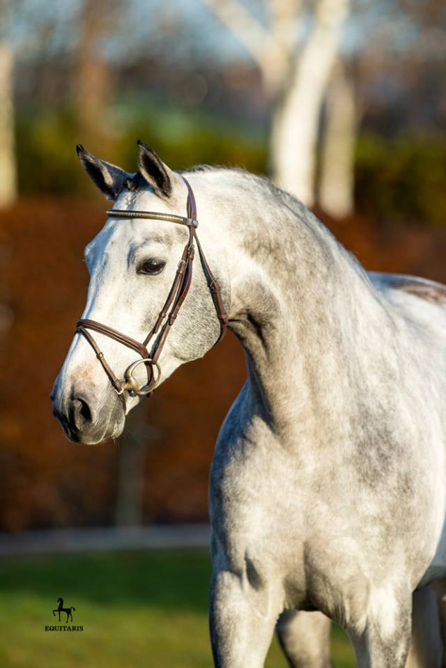 Mumbai - BWP Belgian Warmblood 2012 by DIAMANT DE SEMILLY