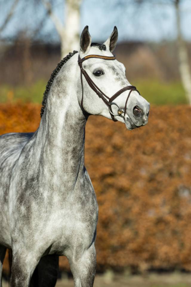 Mumbai - BWP Belgian Warmblood 2012 by DIAMANT DE SEMILLY