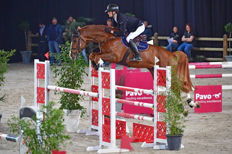 Nixon Van't Meulenhof - BWP Belgian Warmblood 2013 by Denzel van 't Meulenhof
