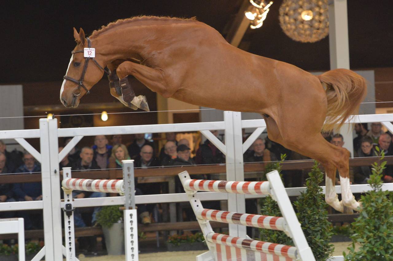 Nixon Van't Meulenhof - BWP Belgian Warmblood 2013 by Denzel van 't Meulenhof