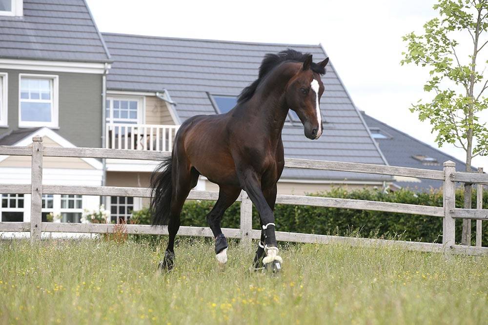 Quel Homme de Hus - Selle Français 2006 by QUIDAM DE REVEL