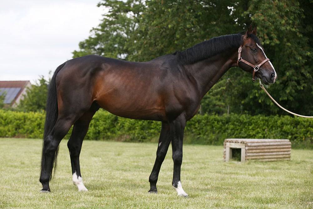 Quel Homme de Hus - Selle Français 2006 by QUIDAM DE REVEL