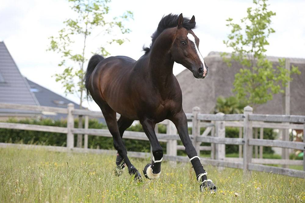 Quel Homme de Hus - Selle Français 2006 by QUIDAM DE REVEL