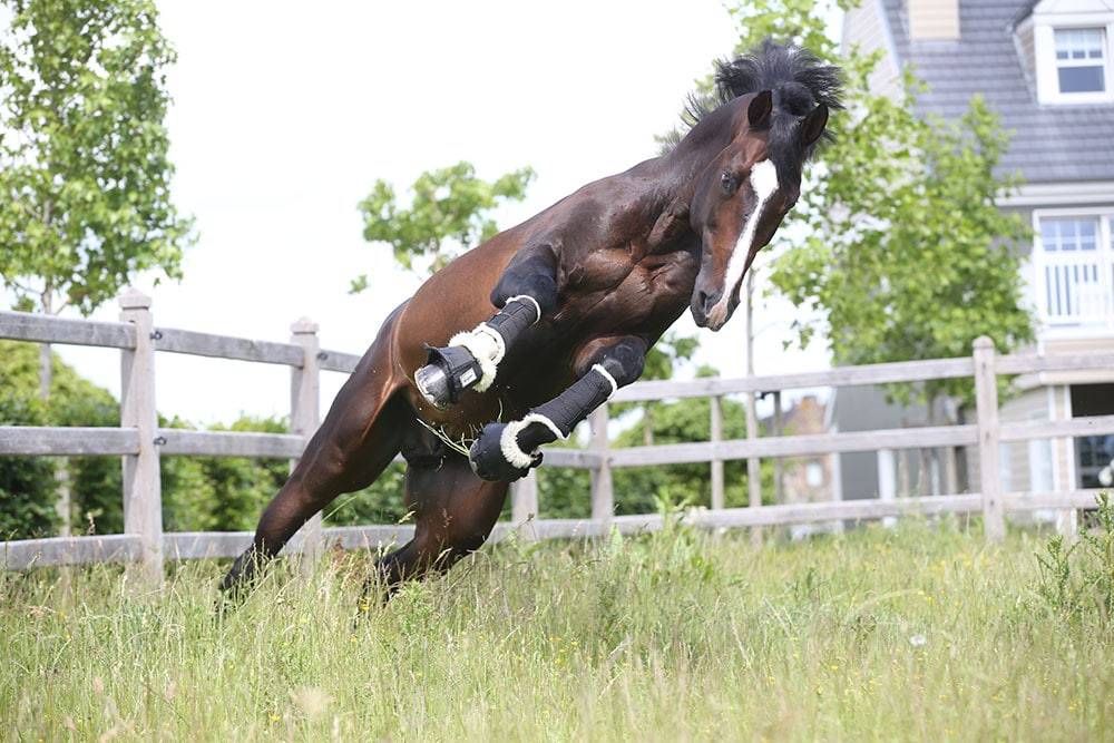 Quel Homme de Hus - Selle Français 2006 by QUIDAM DE REVEL