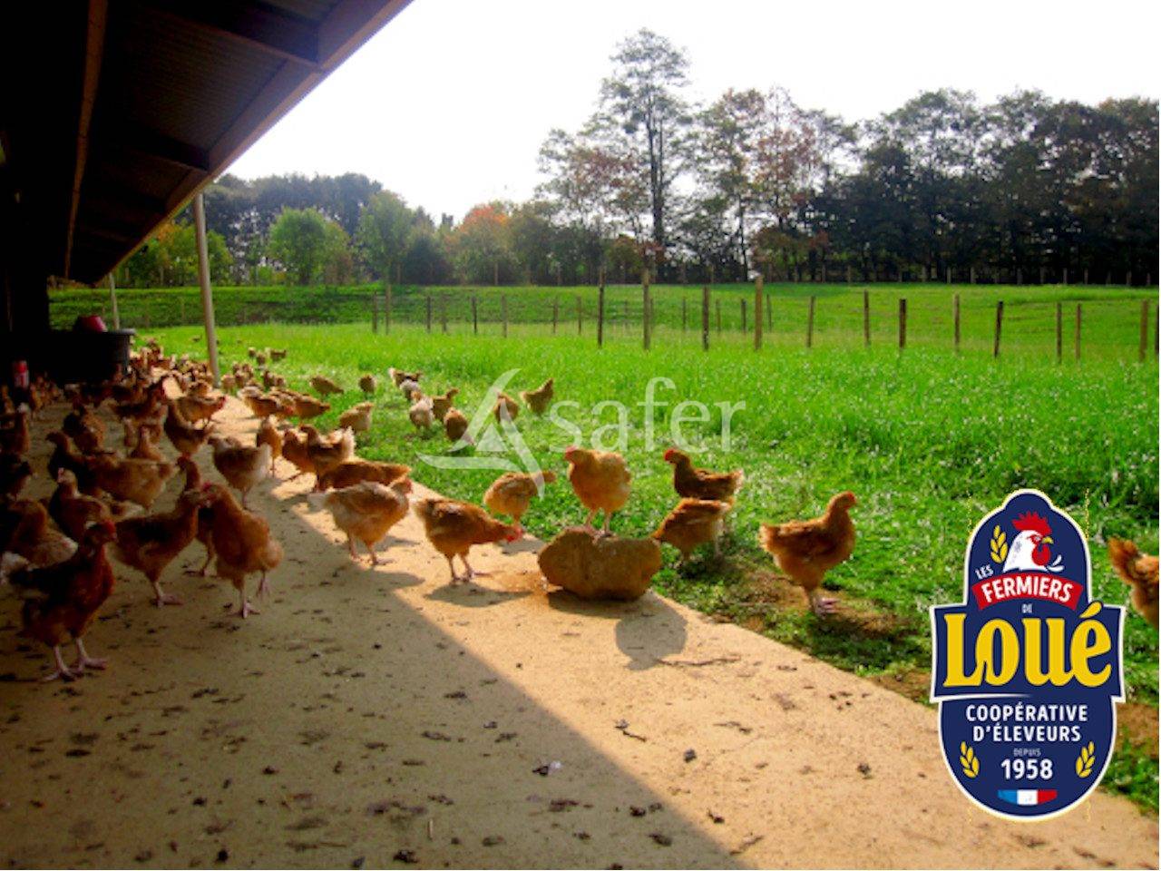 Poultry farm  Sarthe