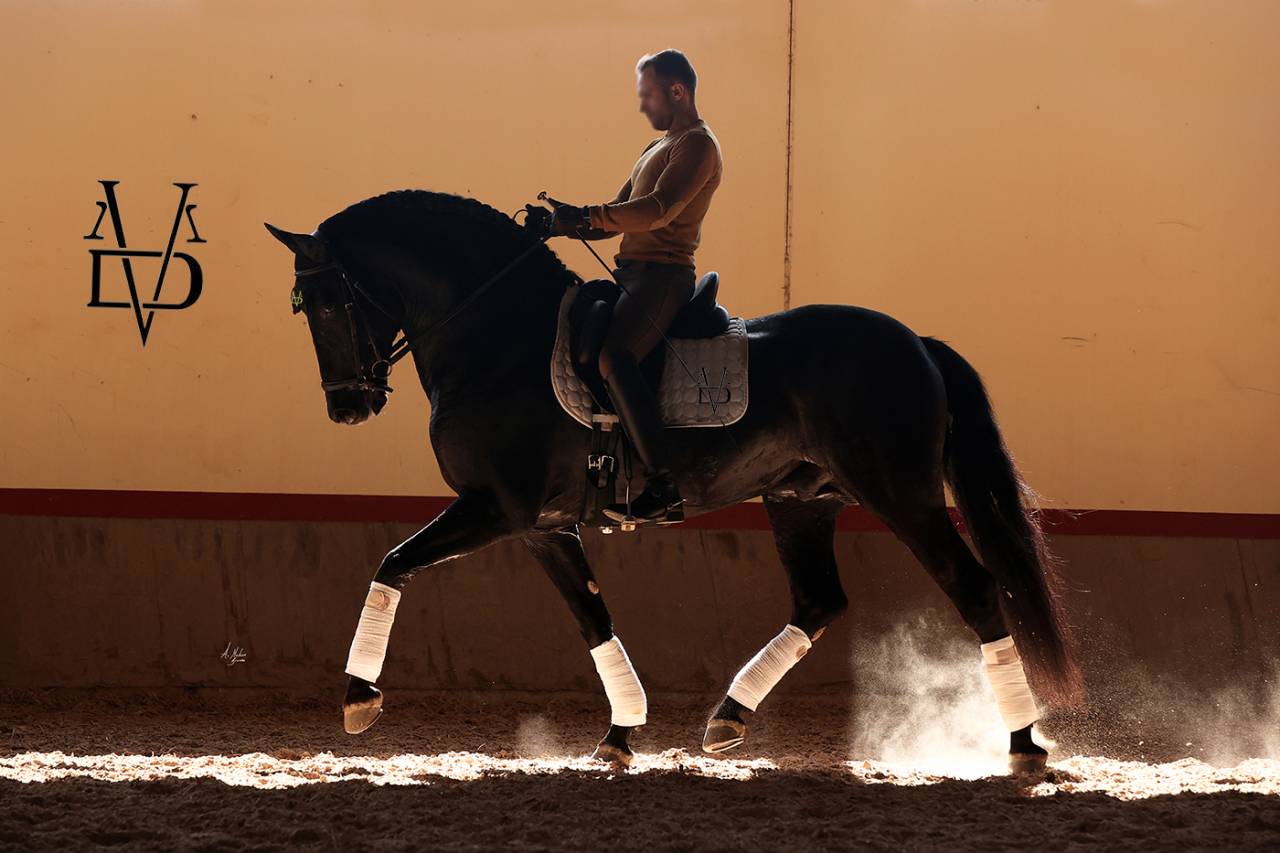 Barquero JF IV - PRE Pure Spanish Bred 2014 by ESCOGIDO J F