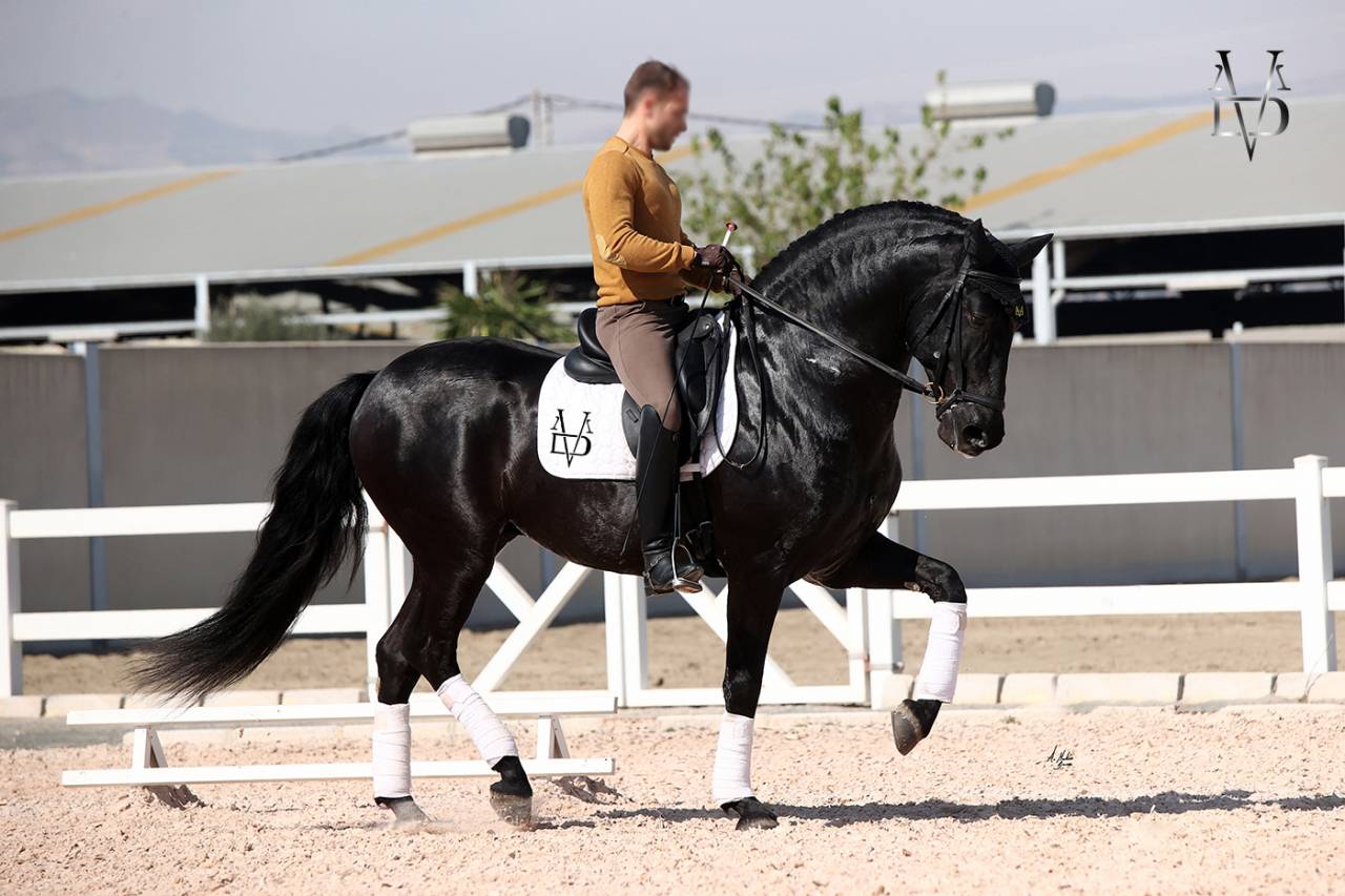 Barquero JF IV - PRE Pure Spanish Bred 2014 by ESCOGIDO J F