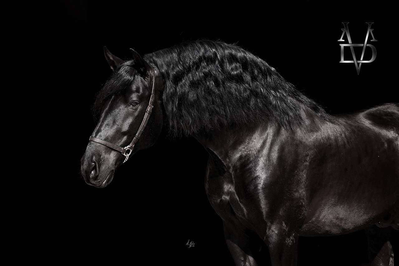 Barquero JF IV - PRE Pure Spanish Bred 2014 by ESCOGIDO J F