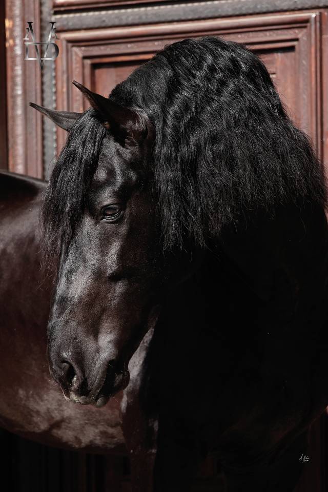 Barquero JF IV - PRE Pure Spanish Bred 2014 by ESCOGIDO J F