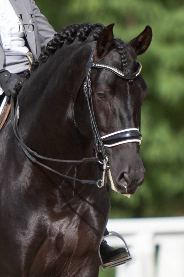 Barquero JF IV - PRE Pure Spanish Bred 2014 by ESCOGIDO J F