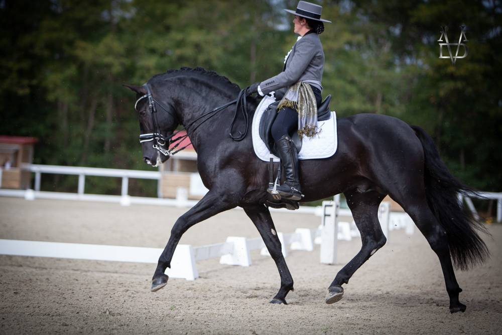 Barquero JF IV - PRE Pure Spanish Bred 2014 by ESCOGIDO J F