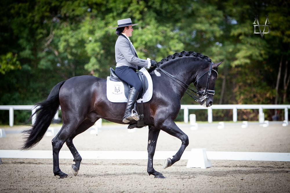 Barquero JF IV - PRE Pure Spanish Bred 2014 by ESCOGIDO J F